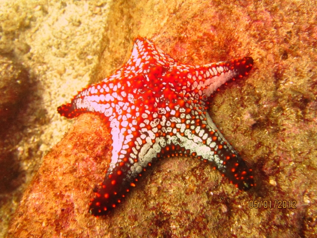  Starfish 